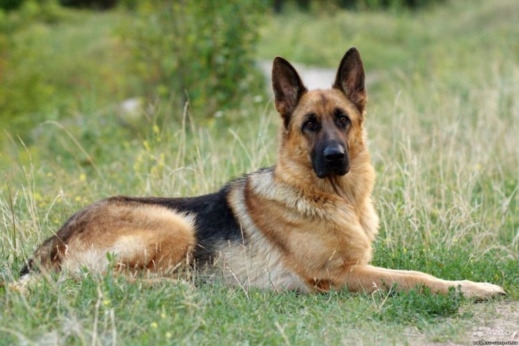 Герман Шепард