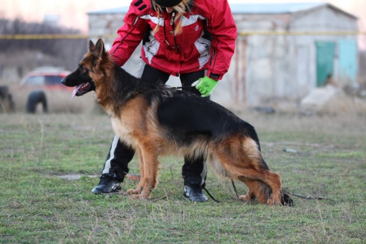 Немецкая овчарка короткошерстная