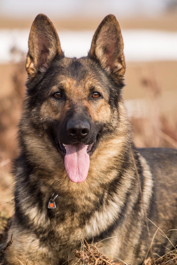 Овчарка короткошерстная