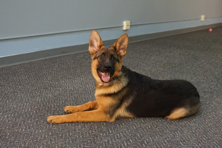 Австрийская овчарка черная