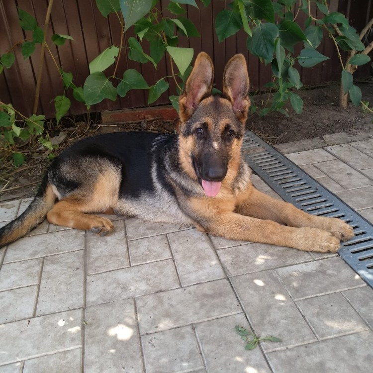 Немецкая овчарка короткошерстная 4 месяца