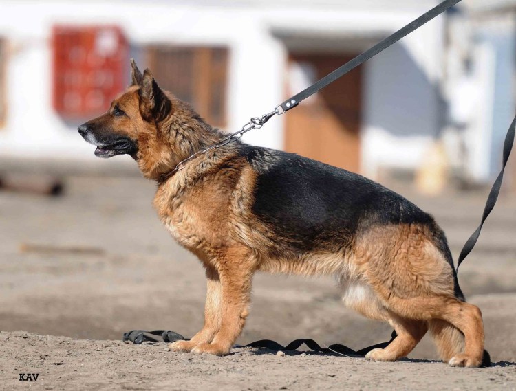 Немецкая овчарка гладкошерстная