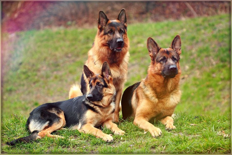 Баварская овчарка Shepherd