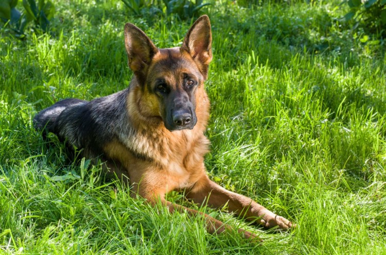 Собака немецкая овчарка короткошерстная