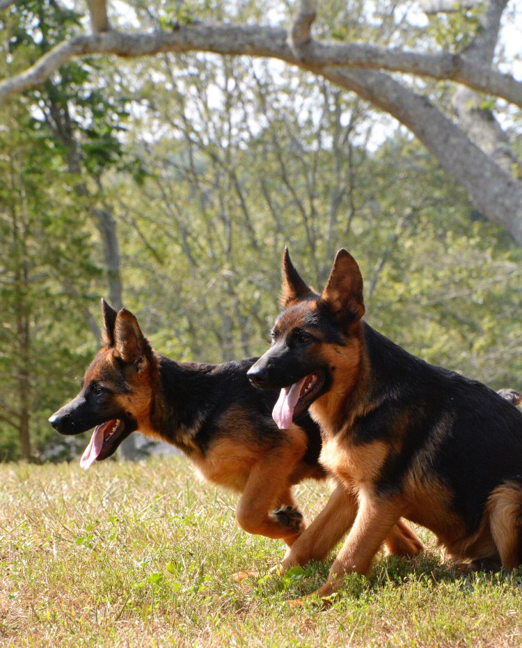 Ричи немецкая овчарка