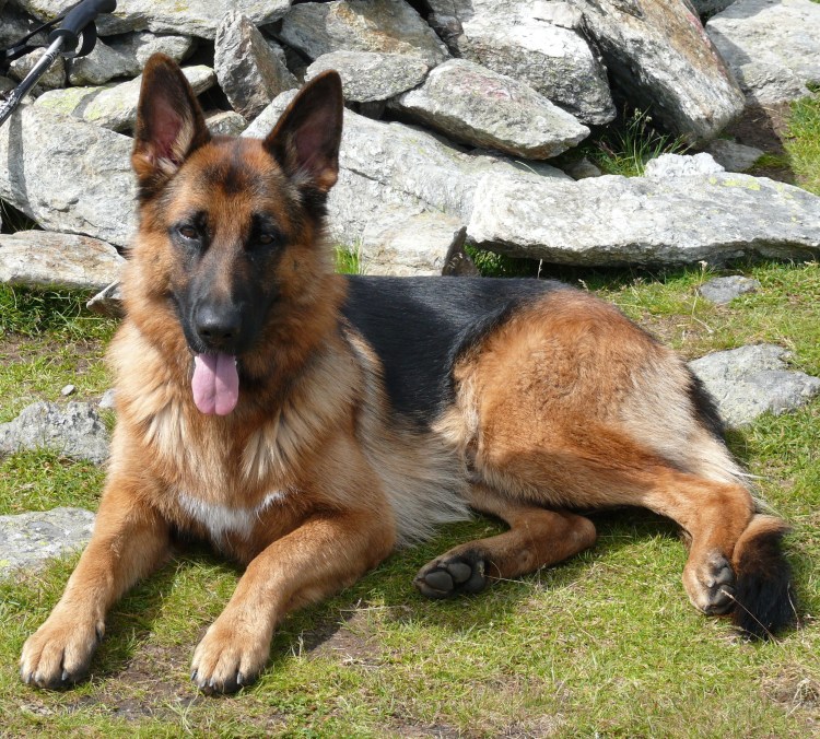 Немецкая овчарка короткошерстная