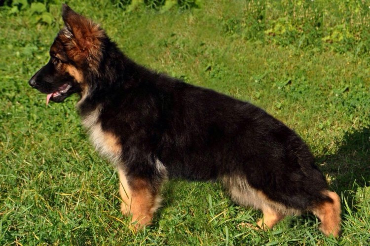 Немецкая овчарка чепрачная короткошерстная