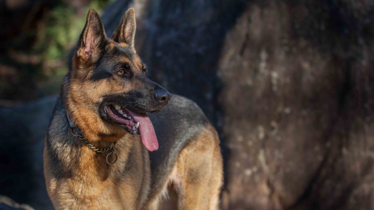 Герман Шепхерд