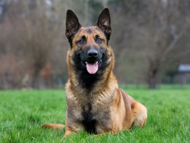 Немецкая овчарка гладкошерстная