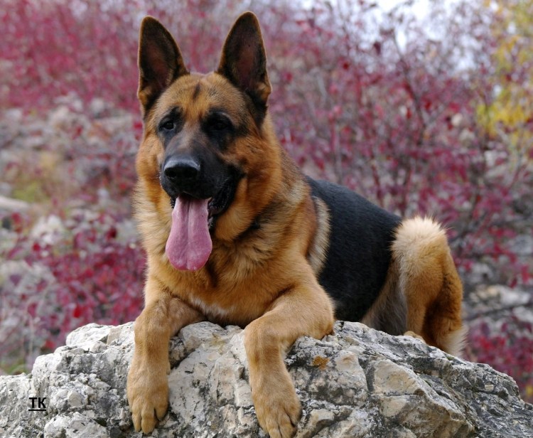 Овчарка Итларь