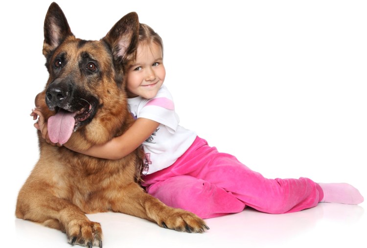 Немецкая овчарка короткошерстная