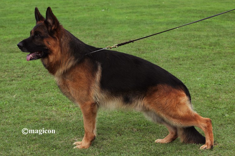 Овчарка Арни