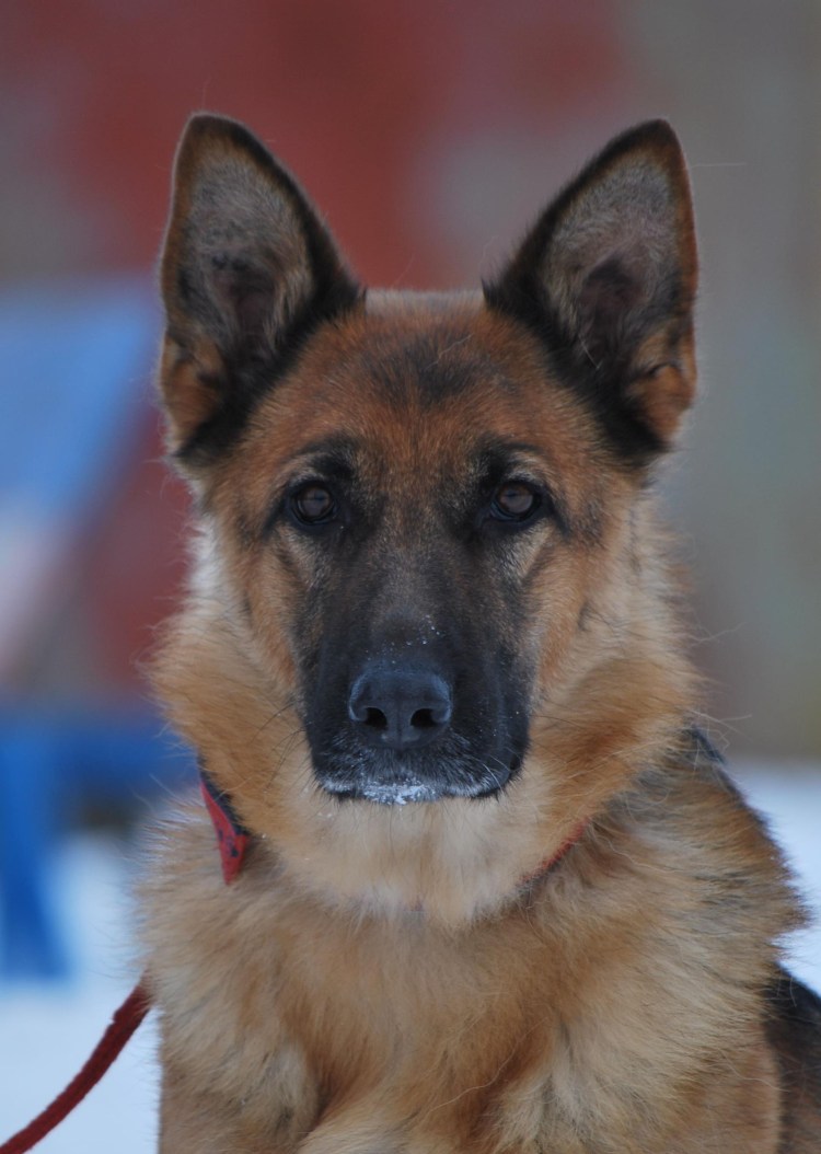 Немецкая овчарка Тассо