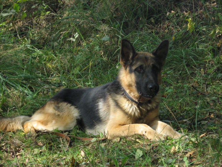 Немецкая овчарка староверная