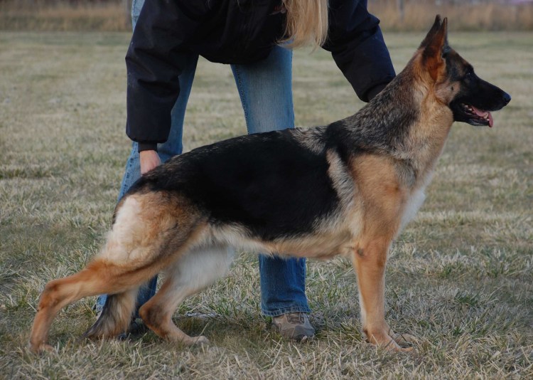 Немецкая овчарка на пульте управления