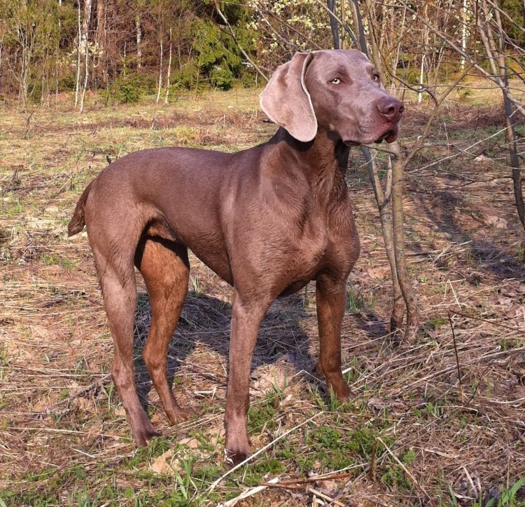 Охотничьи собаки породы Веймаранер