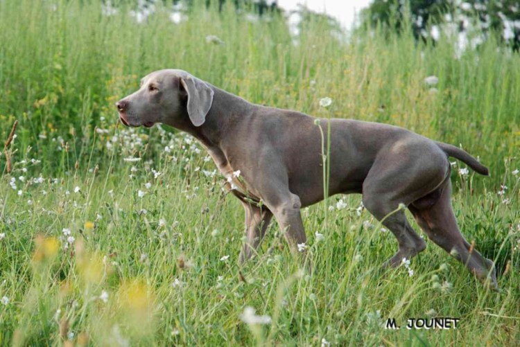 Литовская легавая