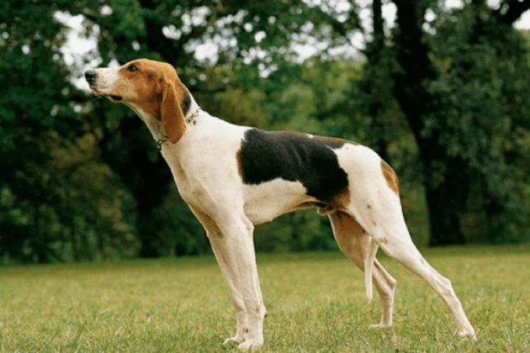 Русская пегая гончая собака