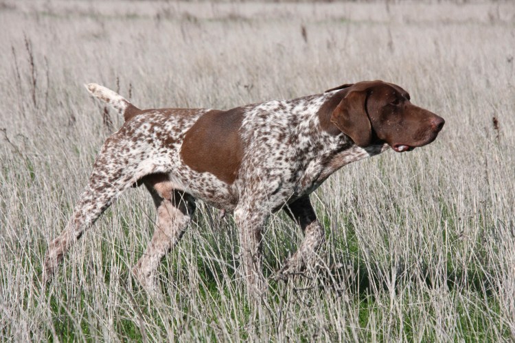 Пойнтер Курцхаар дратхаар