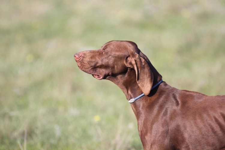 Вермейльская легавая