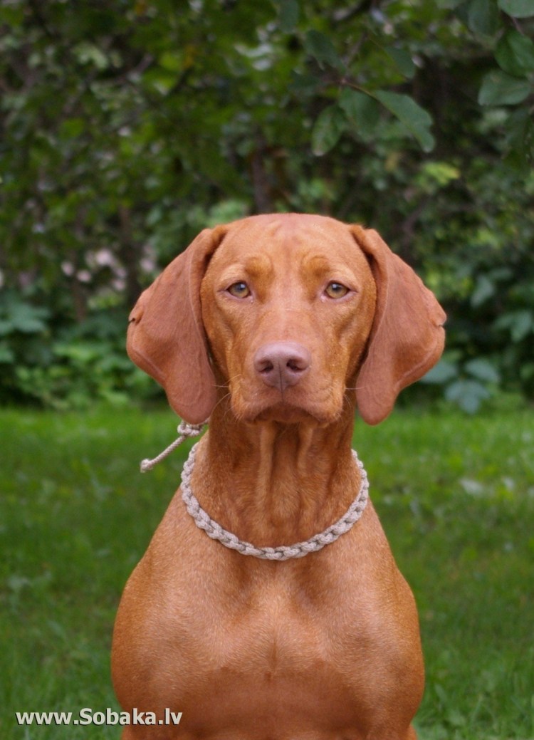 Венгерская короткошерстная легавая