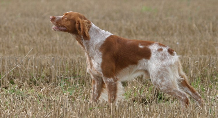 Эпаньоль дю Ларзак