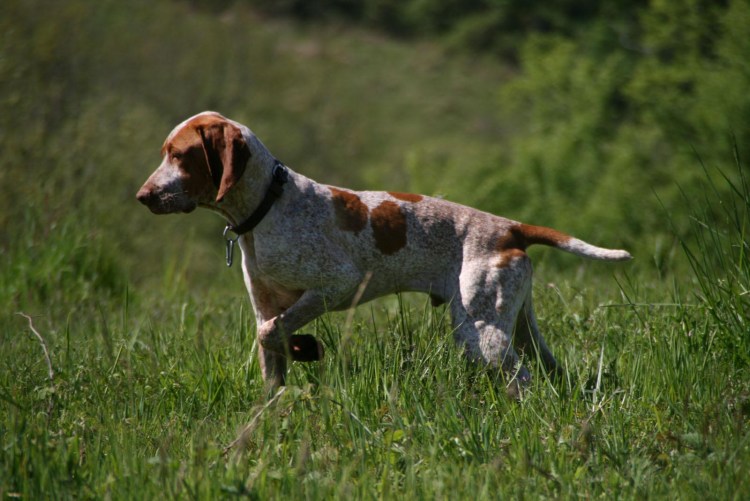 Арьежский бракк