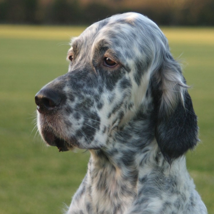 Сеттер лаверак