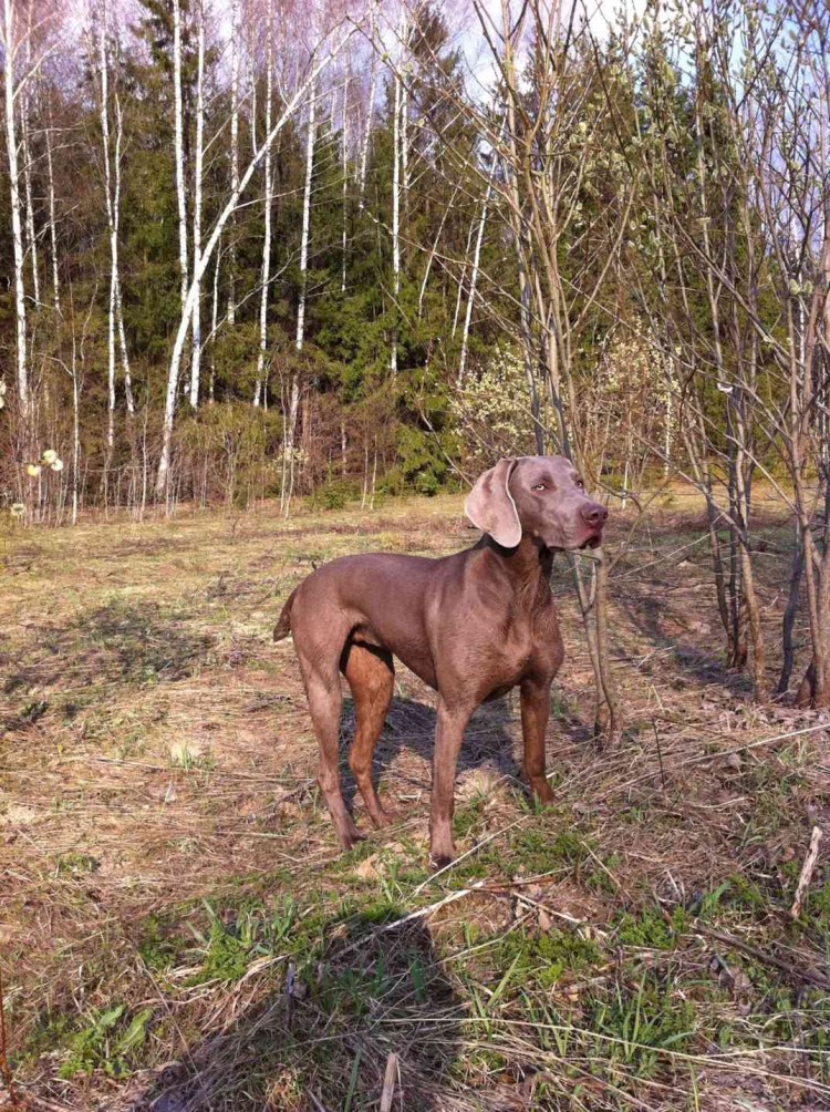 Курцхаар дратхаар Веймарская легавая