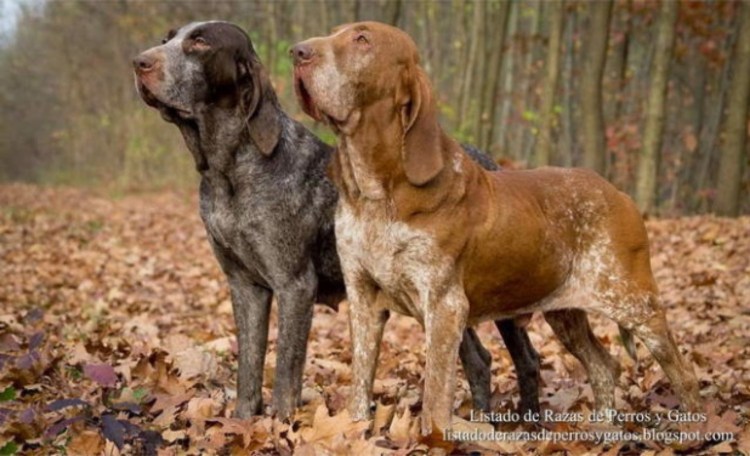 Бургосский Пойнтер