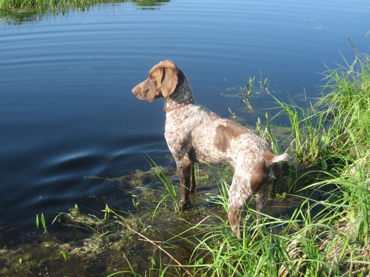 Веберский Легавый собака