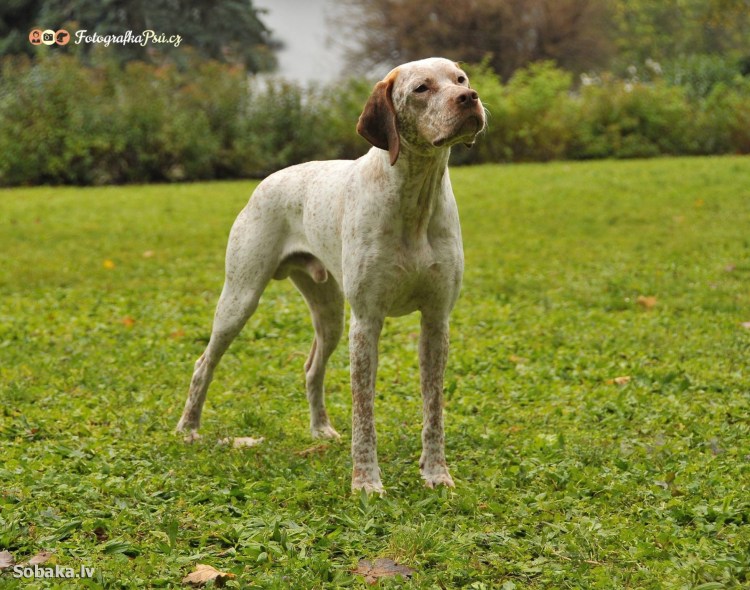 Бурбонский бракк
