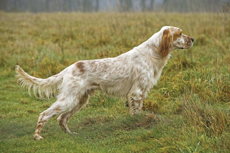 Порода собак английский сеттер