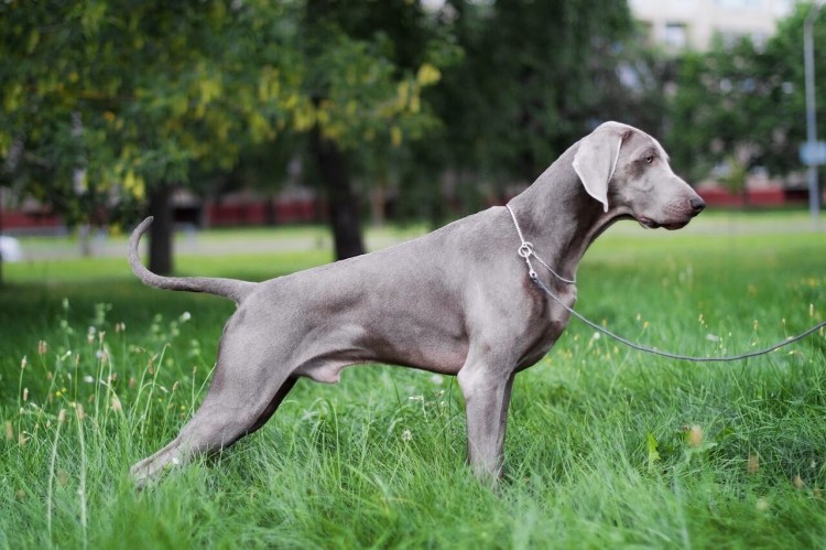 Веймаранер легавая