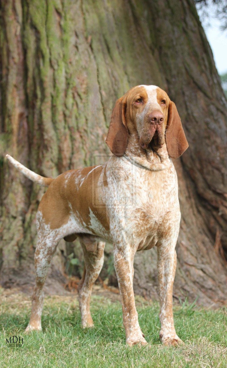 Бракко итальяно собака