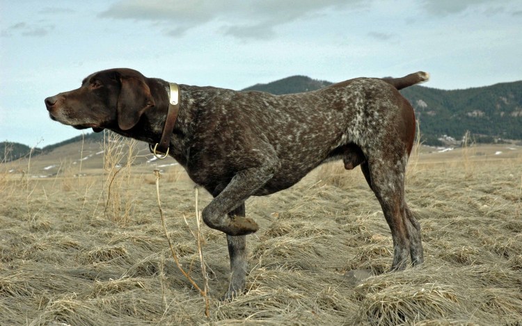 Гончая Курцхаар