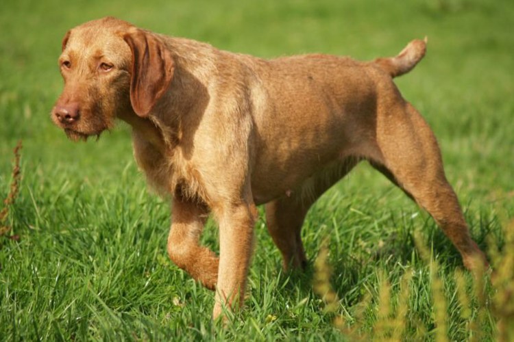 Жесткошерстная венгерская легавая (выжла)