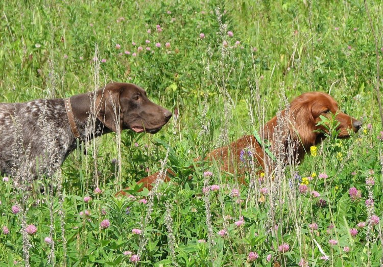 Гончие сеттер порода охотничьих собак