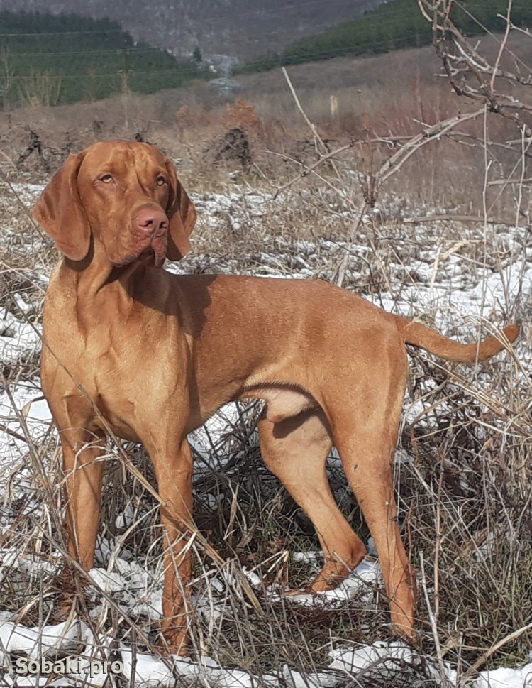 Легавый собака