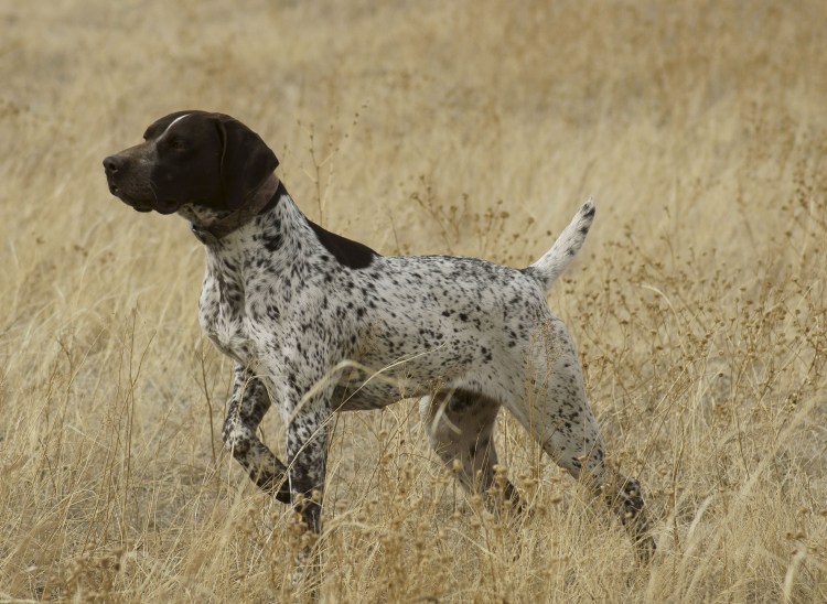 Бургосский Пойнтер