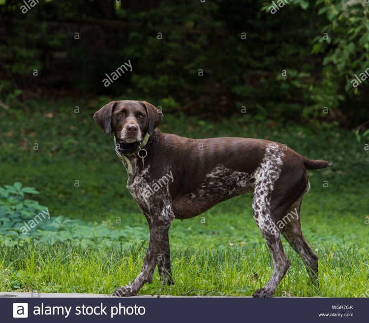 Сеттер Пойнтер Курцхаар