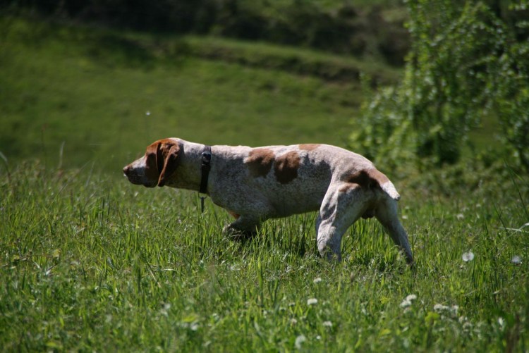 Пойнтер гончая