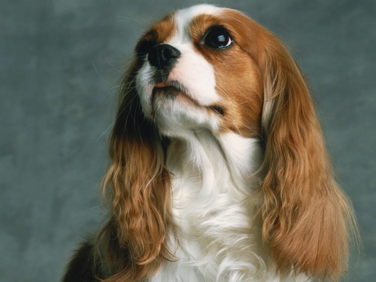 Кокер спаниель Винни
