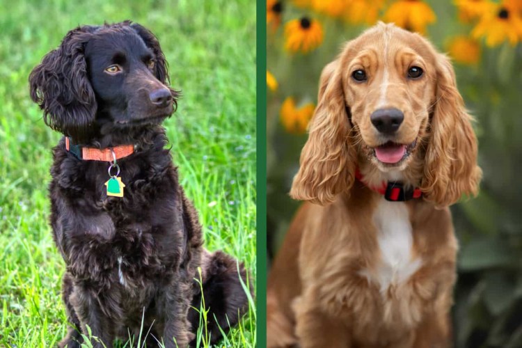 Бойкин спаниель купить