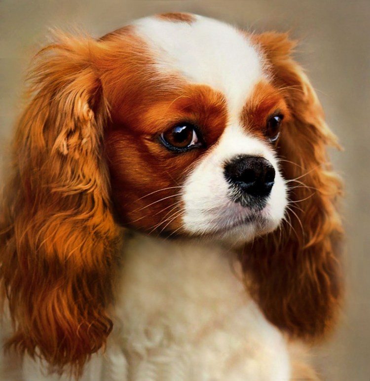 Кавалер Кинг Чарльз спаниель рыжий