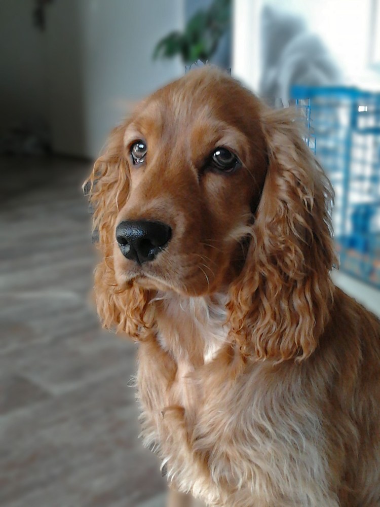 Золотой кокер спаниель