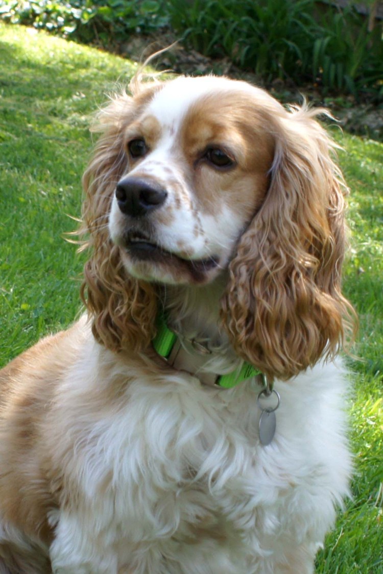 Американский кокер спаниель