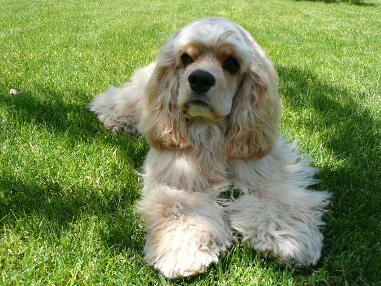 Виды спаниелей с фотографиями и названиями