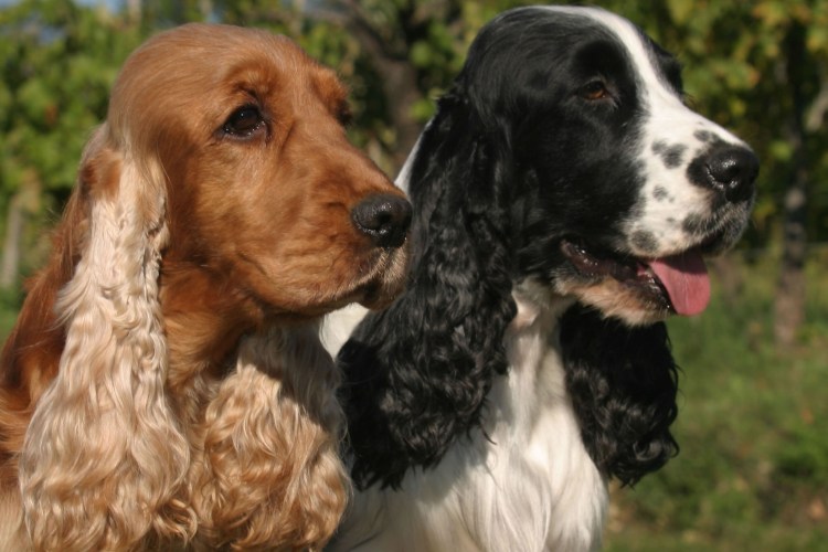 Английский кокер-спаниель