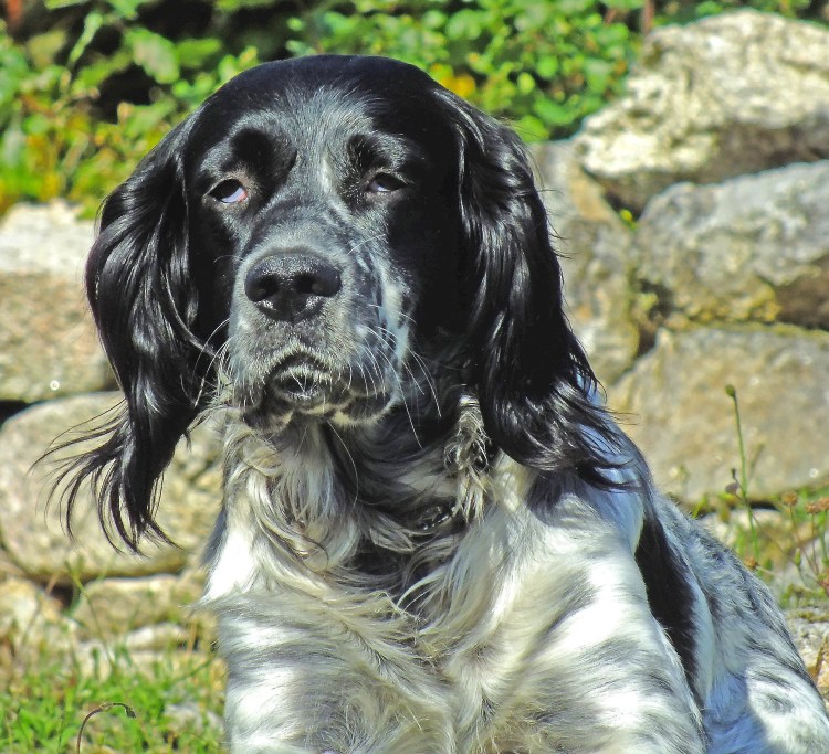 Английский кокер-спаниель